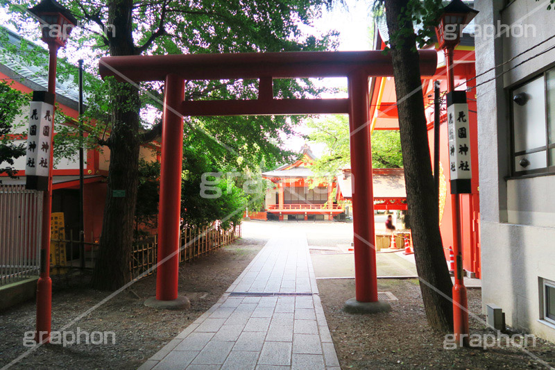 花園神社,神社,参拝,お参り,新宿,新宿区,郷社,倉稲魂命,日本武尊,受持神,徳川家康,文化財,芸能,都心,都会,鳥居,shrine,japan,灯籠