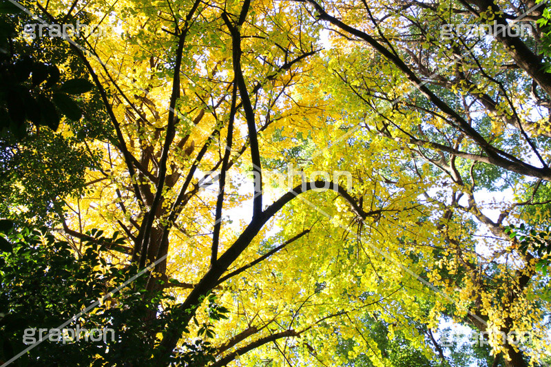 イチョウ紅葉,紅葉,イチョウ,いちょう,銀杏,こうよう,もみじ,モミジ,紅葉狩り,黄葉,落葉広葉樹,カエデ科,秋,季語,色づく,キレイ,きれい,綺麗,照紅葉,照葉,japan,autumn