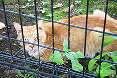 何か‥？,こっち見んな！,のら,野良,ねこ,猫,ネコ,野良猫,睨む,cat,フェンス,柵