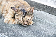 昼寝中,昼寝,日向ぼっこ,ひなたぼっこ,のら,野良,ねこ,猫,ネコ,野良猫,寝る,cat