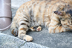 昼寝中,昼寝,日向ぼっこ,ひなたぼっこ,のら,野良,ねこ,猫,ネコ,野良猫,寝る,cat,肉球