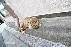 昼寝中,昼寝,日向ぼっこ,ひなたぼっこ,のら,野良,ねこ,猫,ネコ,野良猫,寝る,cat