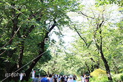 上野公園,緑道,公園,こうえん,並木,散歩,さんぽ,上野,うえの,台東区,下町,遊歩道,上野恩賜公園