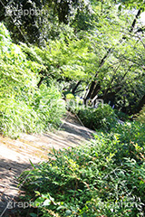 上野公園,緑道,公園,こうえん,並木,散歩,さんぽ,上野,うえの,台東区,下町,遊歩道,上野恩賜公園
