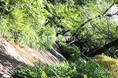 上野公園,緑道,公園,こうえん,並木,散歩,さんぽ,上野,うえの,台東区,下町,遊歩道,上野恩賜公園