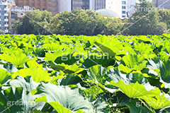 不忍池,弁天堂,上野,うえの,台東区,下町,はす,蓮,ボート池,池