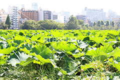 不忍池,弁天堂,上野,うえの,台東区,下町,はす,蓮,ボート池,池