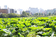 不忍池,弁天堂,上野,うえの,台東区,下町,はす,蓮,ボート池,池