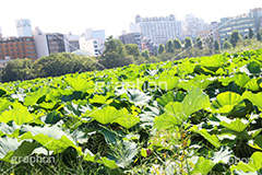 不忍池,弁天堂,上野,うえの,台東区,下町,はす,蓮,ボート池,池