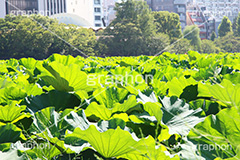不忍池,弁天堂,上野,うえの,台東区,下町,はす,蓮,ボート池,池