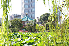 弁天堂,弁天,上野,うえの,台東区,下町,不忍池,寺,寺院,参拝,お参り,ヒンドゥー教,女神,東叡山寛永寺,寛永寺,江戸,はす,蓮,ボート池,やなぎ,柳