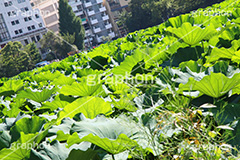 不忍池,弁天堂,上野,うえの,台東区,下町,はす,蓮,ボート池,池