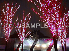 イルミネーション,イルミ,電飾,電球,発光ダイオード,冬,LED,illumination