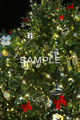 クリスマスツリー,ツリー,もみのき,モミの木,樅木,イルミネーション,イルミ,illumination,電飾,電球,発光ダイオード,LED,冬,キラキラ,綺麗,きれい,キレイ,煌,輝,デート,スポット,都内,クリスマス,飾り,オーナメント,CHRISTMAS,Xmas,イベント,行事