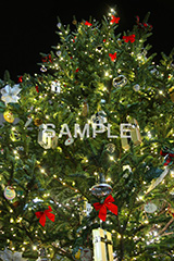 クリスマスツリー,ツリー,もみのき,モミの木,樅木,イルミネーション,イルミ,illumination,電飾,電球,発光ダイオード,LED,冬,キラキラ,綺麗,きれい,キレイ,煌,輝,デート,スポット,都内,クリスマス,飾り,オーナメント,CHRISTMAS,Xmas,イベント,行事