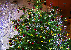クリスマスツリー,ツリー,もみのき,モミの木,樅木,イルミネーション,イルミ,illumination,電飾,電球,発光ダイオード,LED,冬,キラキラ,綺麗,きれい,キレイ,煌,輝,デート,スポット,都内,クリスマス,飾り,オーナメント,CHRISTMAS,Xmas,イベント,行事