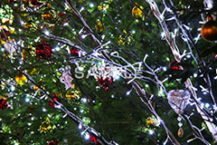 クリスマスツリー,ツリー,もみのき,モミの木,樅木,イルミネーション,イルミ,illumination,電飾,電球,発光ダイオード,LED,冬,キラキラ,綺麗,きれい,キレイ,煌,輝,デート,スポット,都内,クリスマス,飾り,オーナメント,CHRISTMAS,Xmas,イベント,行事