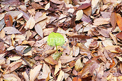 落ち葉,落葉,枯れ葉,枯葉,葉っぱ,葉,はっぱ,枯れる,自然,植物,秋,ナチュラル,スピリチュアル,いのち,命,生命,芽生,サスティナブル,サステナビリティ,サスティナビリティ,sustainable,sustainability,spiritual,natural