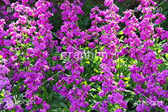 紫のストック,花,お花,フラワー,はな,flower,ストック,紫羅欄花,アラセイトウ,アブラナ科,満開,咲,総状,香り,綺麗,きれい,キレイ,可憐,紫