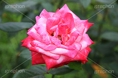 ピンクのバラ,ピンク,バラ,花,フラワー,ローズ,flower,pink,rose,薔薇