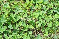 クローバー,三つ葉,四つ葉,幸運,探す,雑草,草,草原,シロツメクサ,ナチュラル,natural,clover,草木,自然