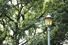 公園の外灯,公園,蜘蛛の巣,くもの巣,外灯,照明,ライト,電気,光,照明器具,ライティング,明,自然