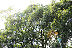 公園の外灯,公園,蜘蛛の巣,くもの巣,外灯,照明,ライト,電気,光,照明器具,ライティング,明,自然