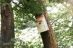 鳥の巣箱,鳥,鳥の巣,巣,巣箱,箱,穴,自然,木材,木,バード,屋根,bird