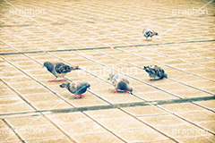 都会のハト(ヴィンテージ),動物,野鳥,トイカメラ撮影,トイカメラ,ヴィンテージ,ビンテージ,レトロ,お洒落,おしゃれ,オシャレ,味わい,トンネル効果