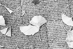 イチョウの落ち葉(モノクロ),モノクロ,白黒,しろくろ,モノクローム,単色画,単彩画,単色