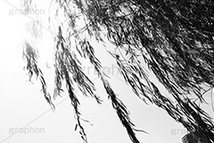 柳(モノクロ),モノクロ,白黒,しろくろ,モノクローム,単色画,単彩画,単色