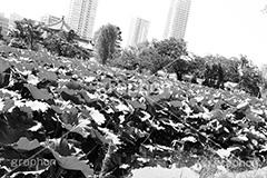 不忍池(モノクロ),モノクロ,白黒,しろくろ,モノクローム,単色画,単彩画,単色