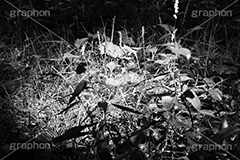 光の射す草むら(モノクロ),モノクロ,白黒,しろくろ,モノクローム,単色画,単彩画,単色