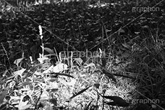 光の射す草むら(モノクロ),モノクロ,白黒,しろくろ,モノクローム,単色画,単彩画,単色