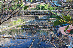 市ヶ谷の釣り堀,釣り堀,釣り,つり,魚,堀,市ヶ谷,市ヶ谷水管橋,市ヶ谷橋,駅前,市ヶ谷堀,神田川,橋,新宿区,千代田区,大学