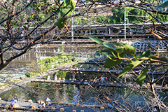 市ヶ谷の釣り堀,釣り堀,釣り,つり,魚,堀,市ヶ谷,市ヶ谷水管橋,市ヶ谷橋,駅前,市ヶ谷堀,神田川,橋,新宿区,千代田区,大学