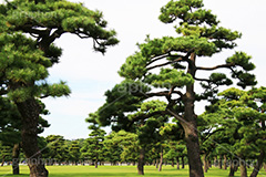 皇居付近の松の木,松の木,松,皇居,天皇,宮殿,東京,千代田区,大手町,門,江戸城,桜田門,重要文化財,japan,tokyo,オリンピック,olympic