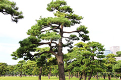 皇居付近の松の木,松の木,松,皇居,天皇,宮殿,東京,千代田区,大手町,門,江戸城,桜田門,重要文化財,japan,tokyo,オリンピック,olympic