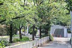 自由が丘,目黒区,自由通り,街路,並木,九品仏