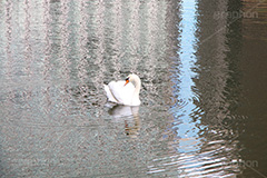優雅に泳ぐ白鳥,白鳥,鳥,野鳥,とり,優雅,池,泳ぐ,水面,渡り鳥,カモ科,水鳥,湖