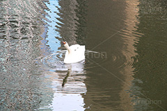 首を突き出す白鳥,首,白鳥,鳥,野鳥,とり,優雅,池,泳ぐ,水面,渡り鳥,カモ科,水鳥,湖
