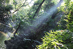 マイナスイオン溢れる等々力渓谷,等々力渓谷,等々力,渓谷,世田谷区,世田谷,名勝,大自然,涼,マイナスイオン,谷沢川,スポット,さんぽ,散歩,木々,避暑地,木漏れ日,光