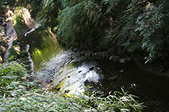 谷沢川,川,等々力渓谷,等々力,渓谷,世田谷区,世田谷,名勝,大自然,涼,マイナスイオン,谷沢川,スポット,さんぽ,散歩,木々,避暑地