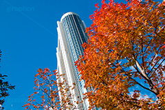 東京ドームホテル,ホテル,宿泊,東京ドーム,ドーム,東京ドームシティ,hotel,building,dome,live,concert,baseball,BIG EGG,ビッグエッグ,野球,ベイスボール,野球場,巨人,ジャイアンツ,ライブ,ライヴ,コンサート,水道橋,春日,後楽園,文京区,高層ビル,ビル,紅葉,自然,植物,木々秋,オレンジ,赤,季語,japan,autumn