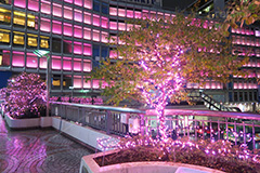 新宿テラスシティのイルミネーション,テラスシティ,サザンテラス,小田急ホテルセンチュリー,サザンタワー,小田急百貨店,新宿西口ハルク,小田急エース,新宿ミロード,新宿ミロード,モザイク通り,Flags,イルミネーション,イルミ,illumination,電飾,電球,発光ダイオード,LED,冬,都内,新宿,イベント,shinjuku,event,pink,ピンク,サクラ,新宿区,西新宿,行事,南口