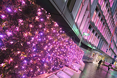 新宿テラスシティのイルミネーション,テラスシティ,サザンテラス,小田急ホテルセンチュリー,サザンタワー,小田急百貨店,新宿西口ハルク,小田急エース,新宿ミロード,新宿ミロード,モザイク通り,Flags,イルミネーション,イルミ,illumination,電飾,電球,発光ダイオード,LED,冬,都内,新宿,イベント,shinjuku,event,pink,ピンク,サクラ,新宿区,西新宿,行事,南口