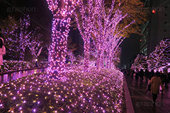 新宿テラスシティのイルミネーション,テラスシティ,サザンテラス,小田急ホテルセンチュリー,サザンタワー,小田急百貨店,新宿西口ハルク,小田急エース,新宿ミロード,新宿ミロード,モザイク通り,Flags,イルミネーション,イルミ,illumination,電飾,電球,発光ダイオード,LED,冬,都内,新宿,イベント,shinjuku,event,pink,ピンク,サクラ,新宿区,西新宿,行事,南口