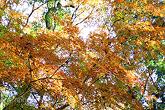 グラデーションが綺麗な紅葉,グラデーション,紅葉,こうよう,もみじ,モミジ,紅葉狩り,黄葉,落葉広葉樹,カエデ科,秋,季語,色づく,キレイ,きれい,綺麗,照紅葉,照葉,gradation,japan,autumn