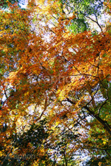 グラデーションが綺麗な紅葉,グラデーション,紅葉,こうよう,もみじ,モミジ,紅葉狩り,黄葉,落葉広葉樹,カエデ科,秋,季語,色づく,キレイ,きれい,綺麗,照紅葉,照葉,gradation,japan,autumn