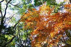 グラデーションが綺麗な紅葉,グラデーション,紅葉,こうよう,もみじ,モミジ,紅葉狩り,黄葉,落葉広葉樹,カエデ科,秋,季語,色づく,キレイ,きれい,綺麗,照紅葉,照葉,gradation,japan,autumn